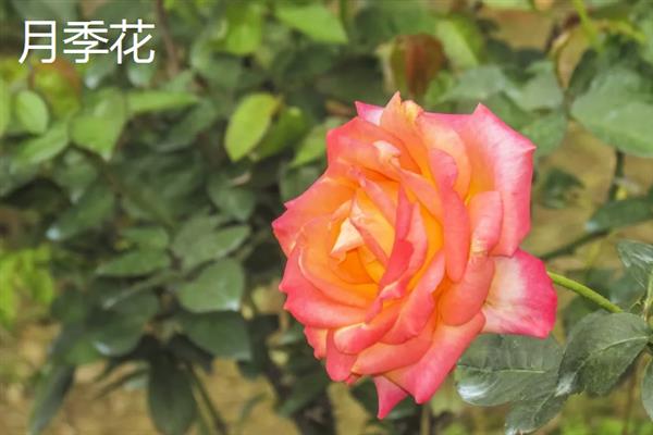 哪些花卉开花没有叶子，常见仙人掌、腊梅花等品种