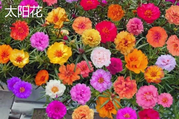 哪些花卉开花没有叶子，常见仙人掌、腊梅花等品种