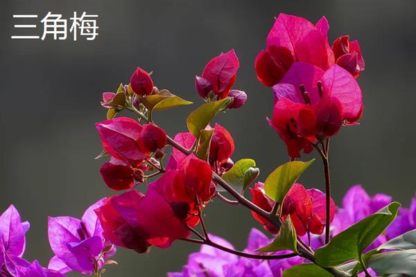 哪些花卉开花没有叶子，常见仙人掌、腊梅花等品种