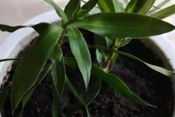 百合竹开花后如何养护，将花茎从基部剪除可节省养分