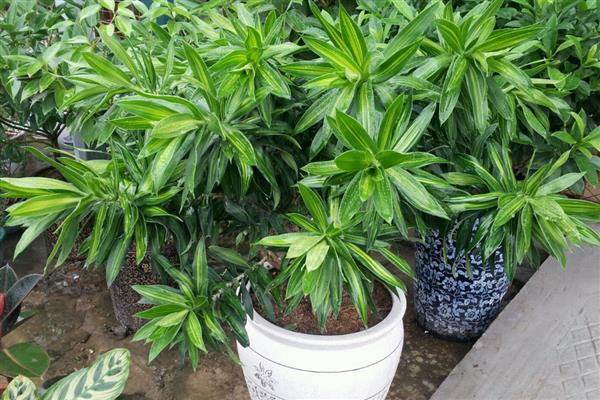 百合竹开花后如何养护，将花茎从基部剪除可节省养分
