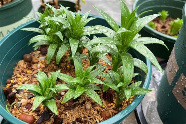 百合竹开花后如何养护，将花茎从基部剪除可节省养分