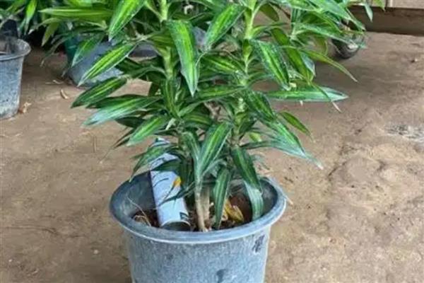 百合竹开花后如何养护，将花茎从基部剪除可节省养分