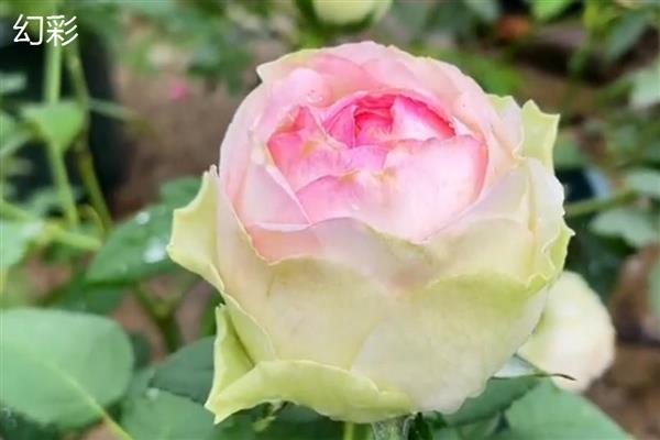 月季切花有什么品种，黄和平、红双喜、朱丽叶等品种较常见