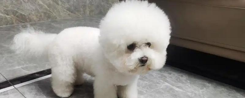 比熊犬怎么它训练大小便，到家的第一天就要让它养成良好习惯