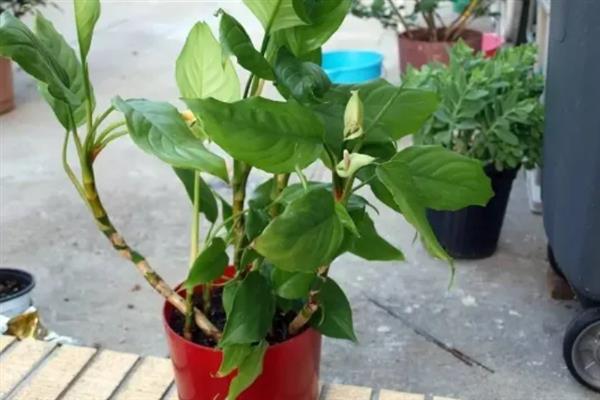 广东万年青的病虫害防治方法，常见的病害有炭疽病和叶斑病