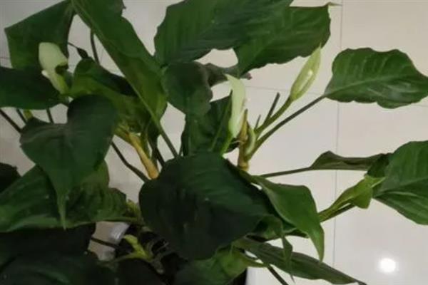 广东万年青的病虫害防治方法，常见的病害有炭疽病和叶斑病