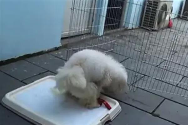 比熊犬怎么它训练大小便，到家的第一天就要让它养成良好习惯
