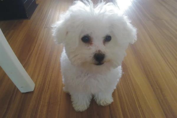 比熊犬怎么它训练大小便，到家的第一天就要让它养成良好习惯