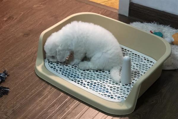 比熊犬怎么它训练大小便，到家的第一天就要让它养成良好习惯