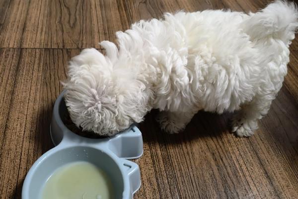 比熊犬怎么它训练大小便，到家的第一天就要让它养成良好习惯