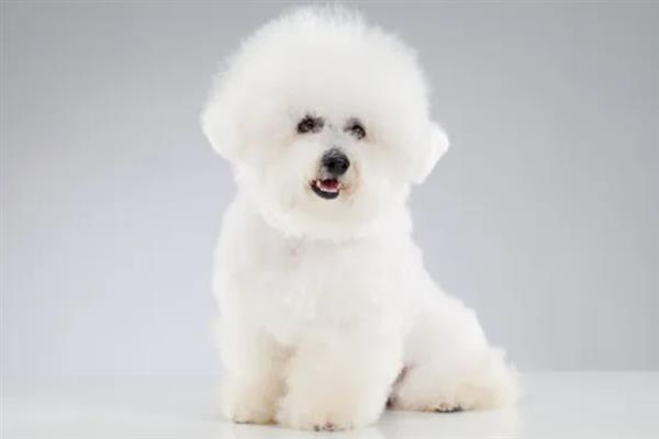 比熊犬怎么它训练大小便，到家的第一天就要让它养成良好习惯