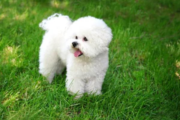 比熊犬怎么它训练大小便，到家的第一天就要让它养成良好习惯