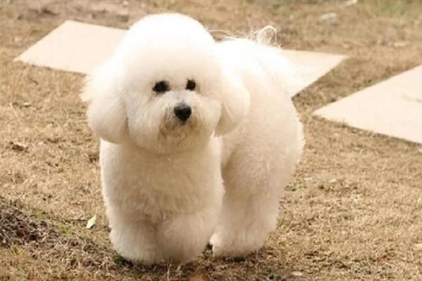 比熊犬怎么它训练大小便，到家的第一天就要让它养成良好习惯