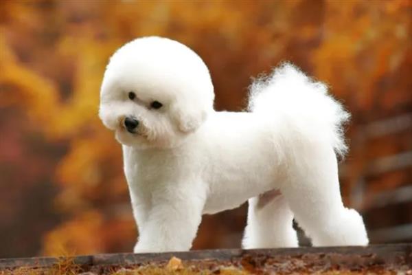 比熊犬怎么它训练大小便，到家的第一天就要让它养成良好习惯