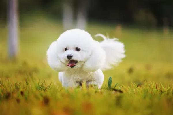 比熊犬怎么它训练大小便，到家的第一天就要让它养成良好习惯