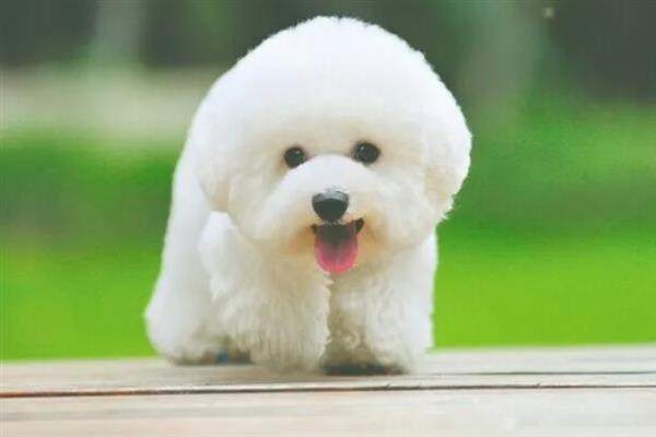 比熊犬怎么它训练大小便，到家的第一天就要让它养成良好习惯