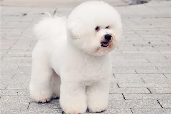 比熊犬怎么它训练大小便，到家的第一天就要让它养成良好习惯