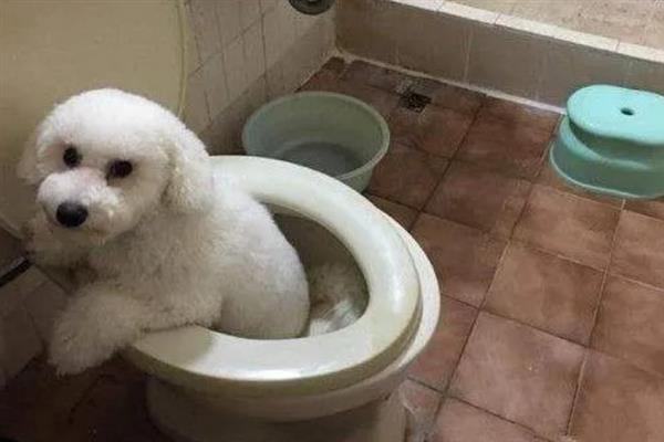 比熊犬怎么它训练大小便，到家的第一天就要让它养成良好习惯