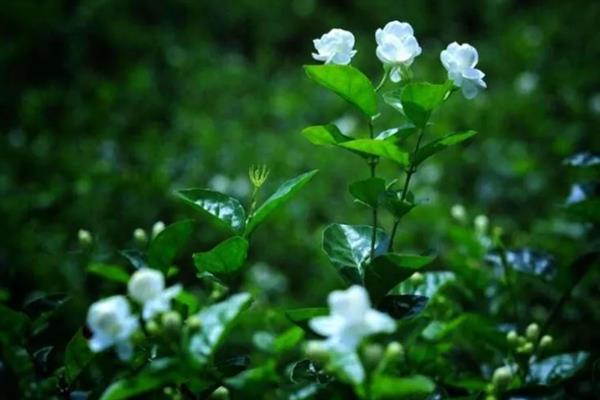 茉莉花有什么唯美的花语，代表亲切、喜爱