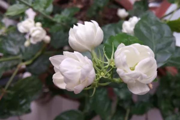 茉莉花有什么唯美的花语，代表亲切、喜爱