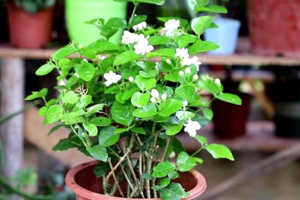 茉莉花有什么唯美的花语，代表亲切、喜爱
