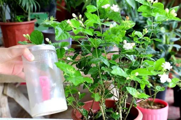 茉莉花有什么唯美的花语，代表亲切、喜爱