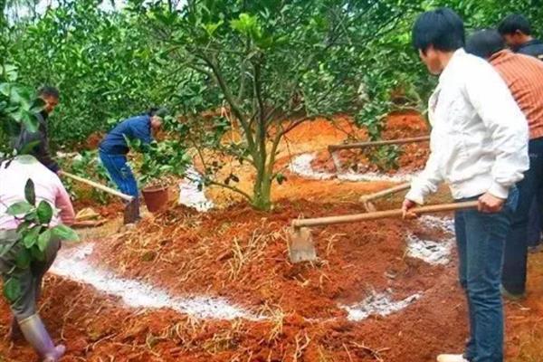 全水溶肥的特点，全水溶性、高效吸收、使用方便