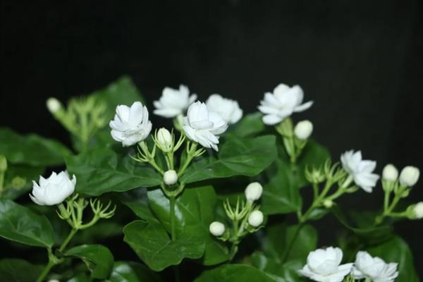 茉莉花有什么唯美的花语，代表亲切、喜爱