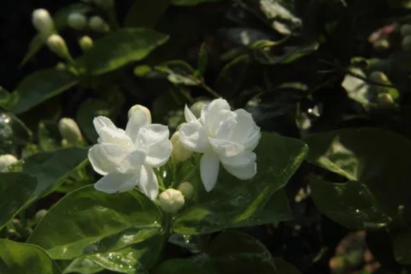 茉莉花有什么唯美的花语，代表亲切、喜爱