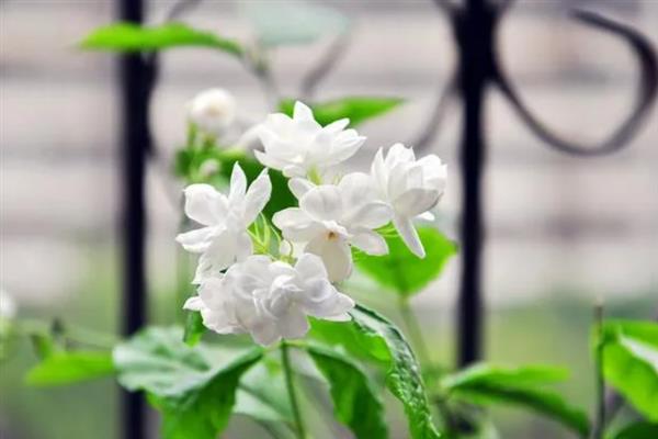 茉莉花有什么唯美的花语，代表亲切、喜爱