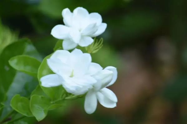 茉莉花有什么唯美的花语，代表亲切、喜爱