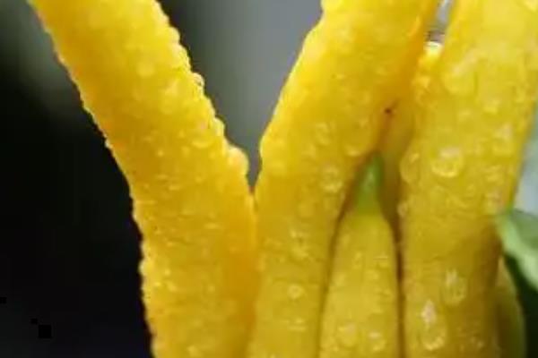 金佛手怎么种植，生长期间要追施速效有机肥