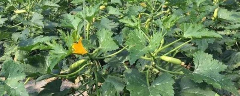 西葫芦高产栽培技术，播种前要对种子进行处理
