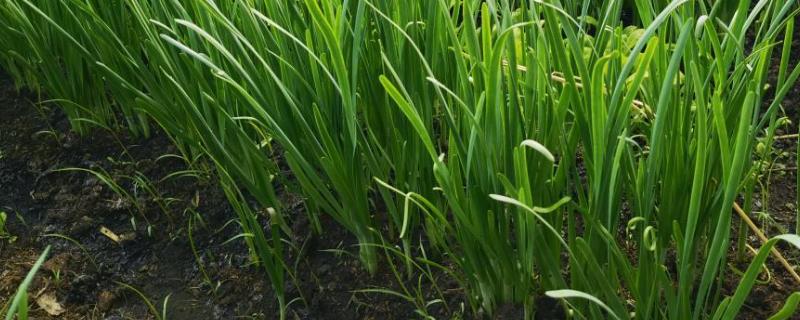 韭菜疫病的发病规律，是由烟草疫霉属真菌侵染引起的