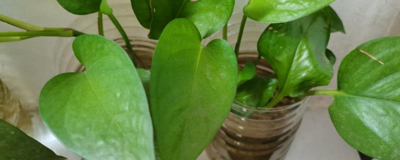 绿萝的水养方式，春秋季节每隔3-5天换一次水