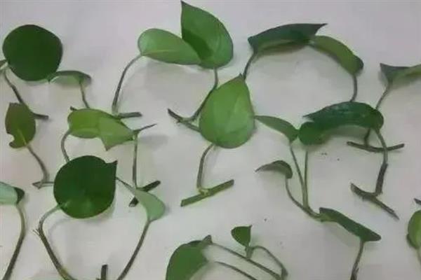 扦插绿萝怎么快速生根，在水中添加生根粉可加快生根速度