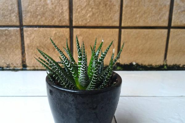 条纹十二卷的种植方式，植株成活后每隔1-2天浇水一次