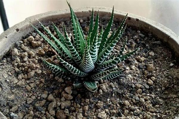 条纹十二卷的种植方式，植株成活后每隔1-2天浇水一次