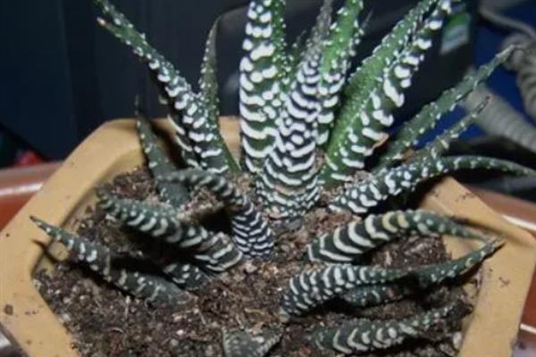 条纹十二卷的种植方式，植株成活后每隔1-2天浇水一次