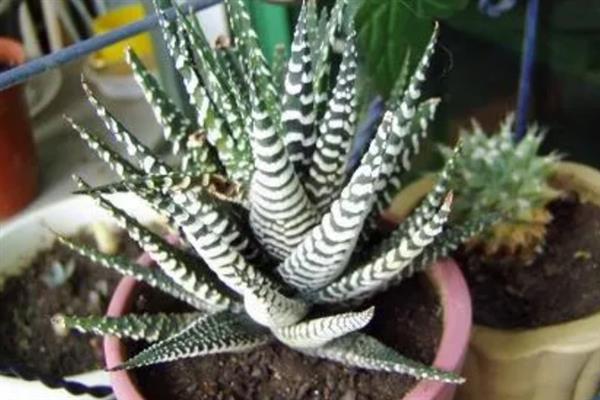 条纹十二卷的种植方式，植株成活后每隔1-2天浇水一次