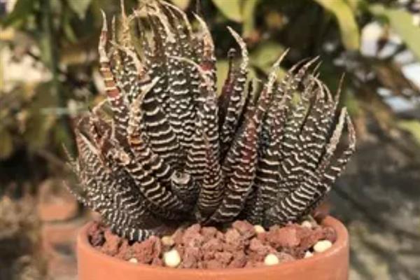 条纹十二卷的种植方式，植株成活后每隔1-2天浇水一次