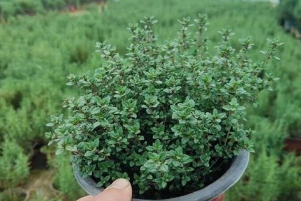 百里香的种植方法，温度需要控制在15-20℃
