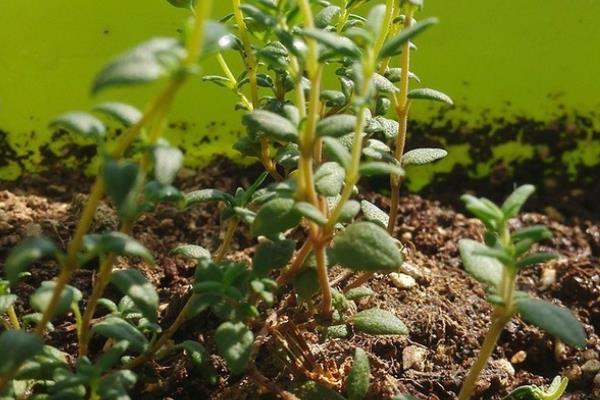 百里香的种植方法，温度需要控制在15-20℃