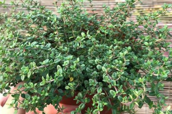 百里香的种植方法，温度需要控制在15-20℃