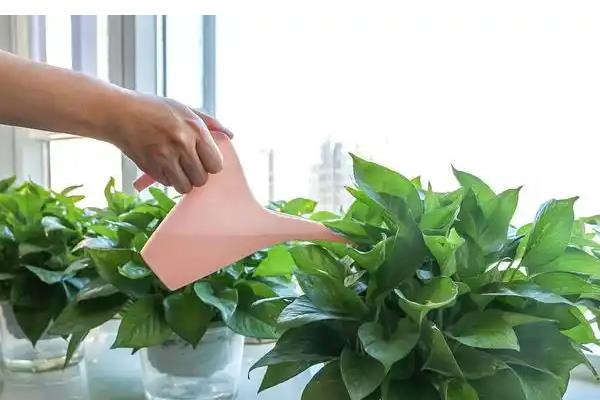 绿萝的水养方式，春秋季节每隔3-5天换一次水