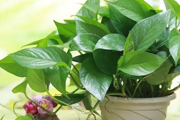 绿萝的水养方式，春秋季节每隔3-5天换一次水