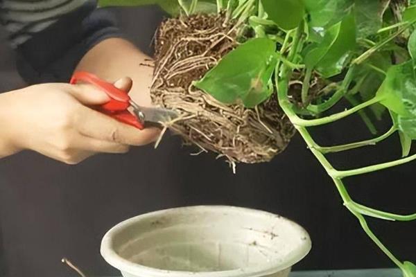 绿萝的水养方式，春秋季节每隔3-5天换一次水