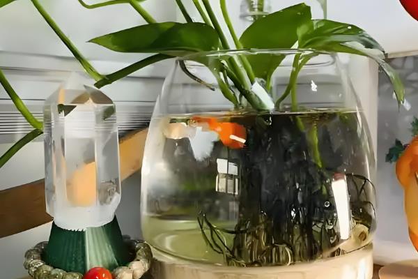 绿萝的水养方式，春秋季节每隔3-5天换一次水