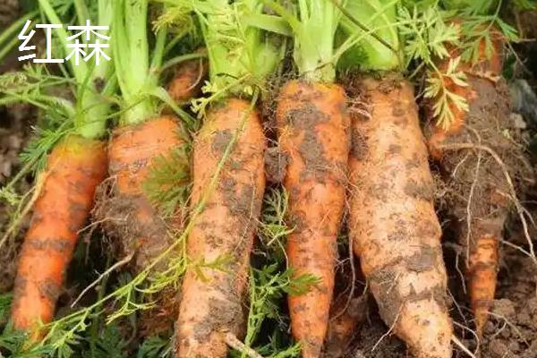 胡萝卜有什么品种，红森、超级红芯等品种能经常看到